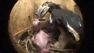 Калао-трубач - Trumpeter hornbill (Bycanistes-bucinator)
