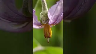 Beautiful Eggplant Flower | Nature Macro Photography #shorts #shortsvideo #nature