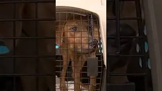 A Portland dog rescue organization picked up displaced shelter dogs from LA on Sunday.