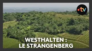 Un lieu, des histoires à Westhalten : le Strangenberg - Episode 2/4