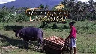 Tropical Traditions Gold Label Virgin Coconut Oil