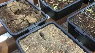 Pruning our pepper plants due to the heat and no production