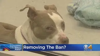 Denver City Council Considers Repeal Of Pit Bull Ban