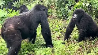 Some even say life changing.  Best Gorilla Trekking Experience in Rwanda