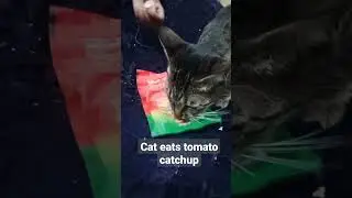 have you ever seen a cat eating tomato 🍅 ketchup|@cats | @cutecats