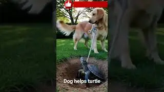 The dog helped the turtle dig a hole in the ground.#god bless#amen #