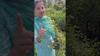 Juhi Flower Plant #juhi #plants #gardening #flowerplant #viralshorts #viralvideo