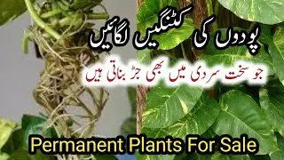 How To Grow Permanent foliage plants from cutting in January/grow plants by cutting fast 