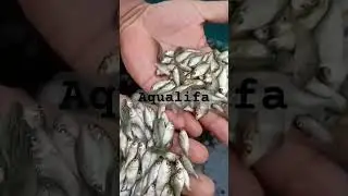 Fingerling size Rohu Fish seed sale#fish #fishfarming #fishinglife  #fishfarmer #fishseed #fishing