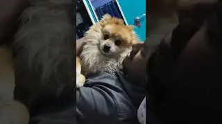 my baby #love #dogvideo #coco