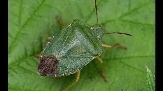 Groene stinkwants Palomena prasina, paringsgedrag