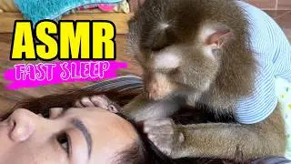 Soothing ASMR Monkey Grooming For FAST & DEEP Sleep NO TALKING