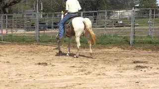 SSH Mare for sale