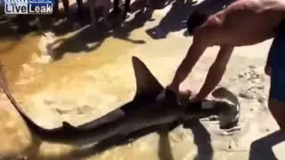 Hammerhead Shark Gives Birth As American Fisherman Drags It Onto Beach