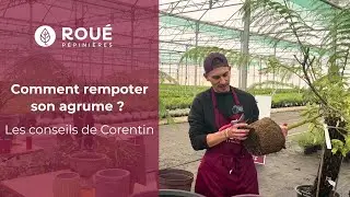 Rempotage des agrumes : quand, comment, avec quel substrat ? Les conseils de Corentin