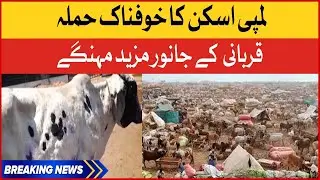 Lumpy Skin Animal Disease | Eid ul Adha 2022 | Latest News | Breaking News