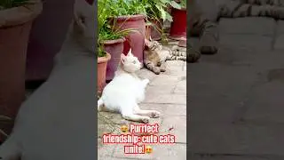 Whicker wonders cute cat duo 😻🥰#shorts2025 #cutestcat #subsribeformore