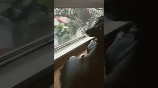 #dapups #gaurddog
