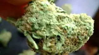 Orange Kush