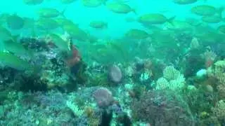 Diving at Bellbuoy Reef Port Elizabeth