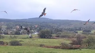 Red Kites feeding at The Red Kite Centre, Laurieston Dumfries and Galloway 7th October 2025
