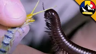 Insecte periculoase! Centipede vs. Centipede! Comparația a doi prădători