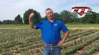Soybean Spraying Considerations
