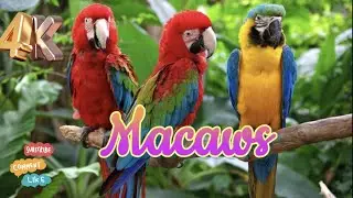 Beautiful Bird Macaws  Collection / World of Birds