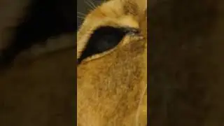 #documentalanimal #documentalyoutube