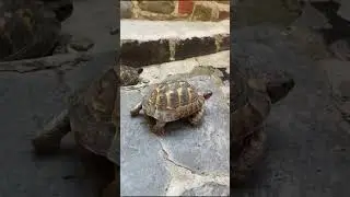 &ldquo; Tosbağa Y&uuml;r&uuml;yor, Kimse Durduramaz! 😂🐢&rdquo; #kaplumbağa #nature #animals