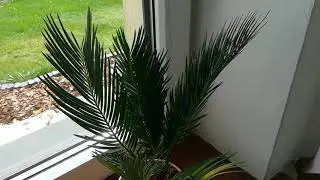 Hity z biedronki Kawa Arabica, Cycas Revoluta