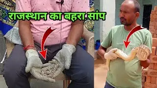 राजस्थान का बहरा सांप common send boa snake video