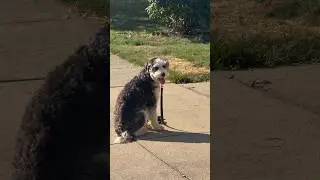 Henry the Bernedoodle working on SITTING and STAYING! #dogshorts #dogtraining #bernedoodle #dogs
