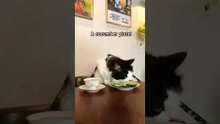 My cat was invited to visit this restaurant near by our place 🥒