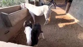 RAEES STUD FARM🐴#trending #trendingshorts#vairalvideo#song #sorts #reels#popular#vairal#horse#runing