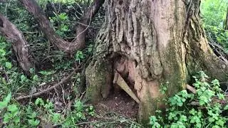 Green River Lake State Park Kentucky Hike