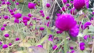 Nature || Around You || NIT Hamirpur || Mi4i Photography || &copy;Gautam
