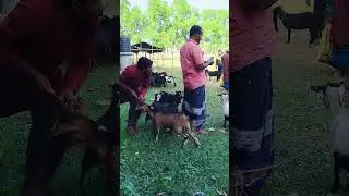 Goat thief runs 😆🏃 #tranding #funnycomedy #sorts #rlcs #video #viral #napoli 😂😂🙆🏻&zwj;♂️