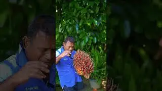 Eating palm fruit for the first time &mdash; taste test! 🌴🍇 #palmfruit