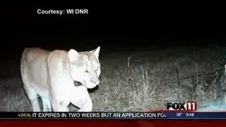 5P WED DNR COUGAR QUESTIONS