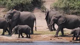 Zimbabwe - Chipangali Wildlife Orphanage & Victoria Falls