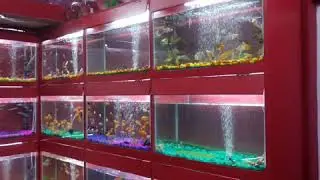 Rainbow fish world pet shop Azamgarh