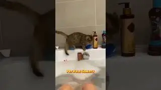 Water vs Cats 3 | Funny Cats Part-73😹😹- Try Not to Laugh  #cat #funnycats #funny