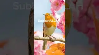 Surat Isai Bane mariyam | SubhanALLAH | Video