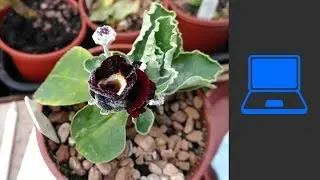 Vodafone Smart Ultra 6 | Photo/Camera Test