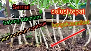 MEMPERBANYAK ADENIUM semai batang adenium