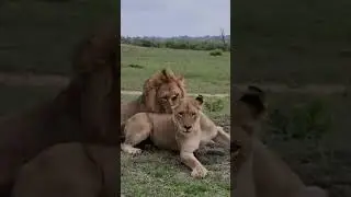 Watch this incredible lion behavior&nbsp;that #shorts