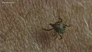 VERIFY: Is a rare tick-borne illness on the rise in the U.S.?