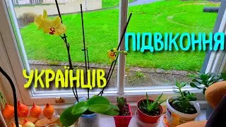 ПІДВІКОННЯ УКРАЇНЦІВ В ІРЛАНДІЇ.  ВАЗОНИ БЕЗ ЯКИХ БІЖЕНЦІ НЕ ЖИВУТЬ ЗА КОРДОНОМ
