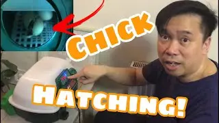 Rhode Island Red Bantam Chicken Hatching | Incubator Fertile eggs | Sisiw | Manok